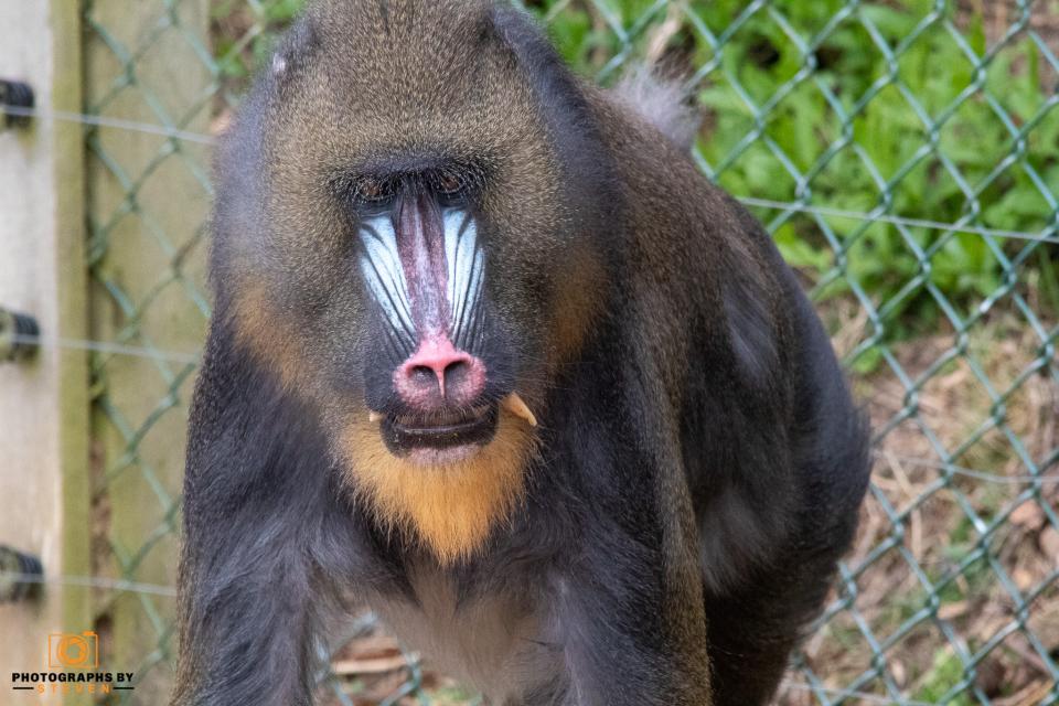 Monkeys & Primates